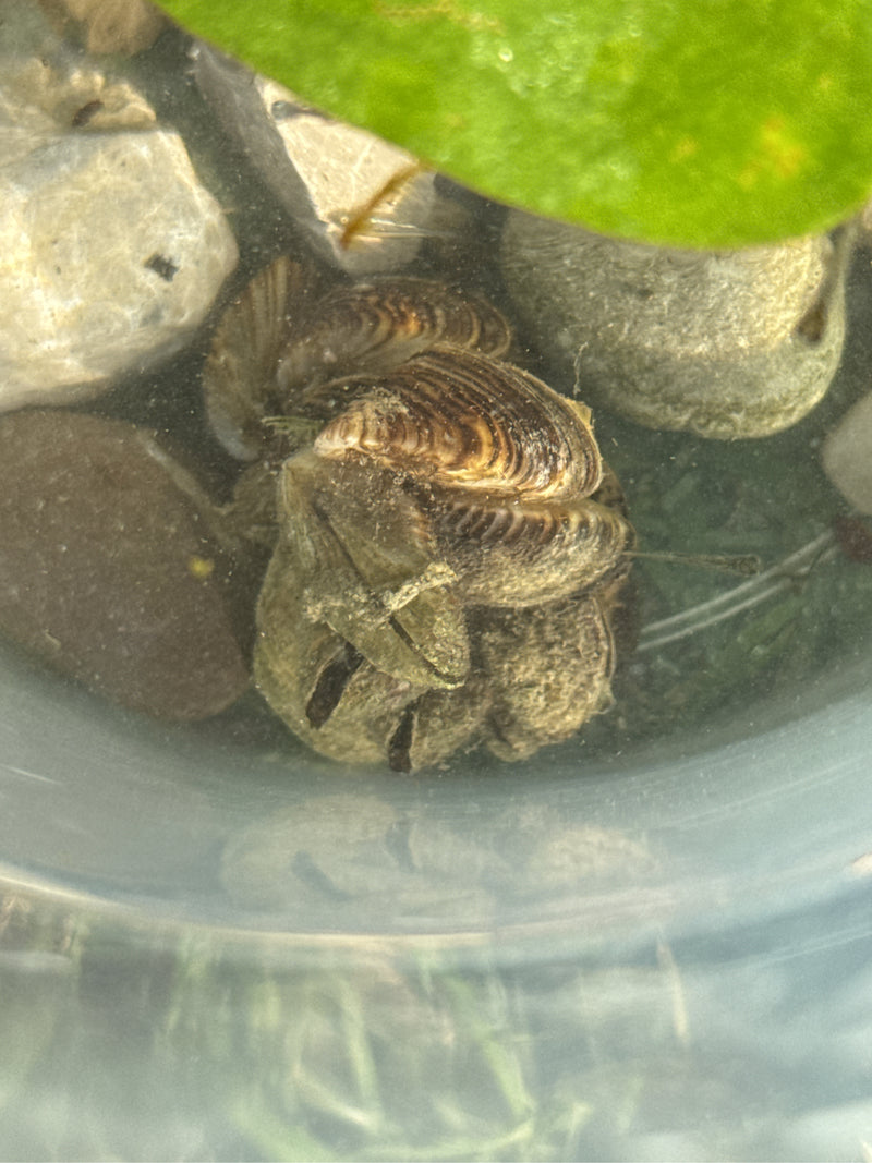 Zebra mossel — Bild 1