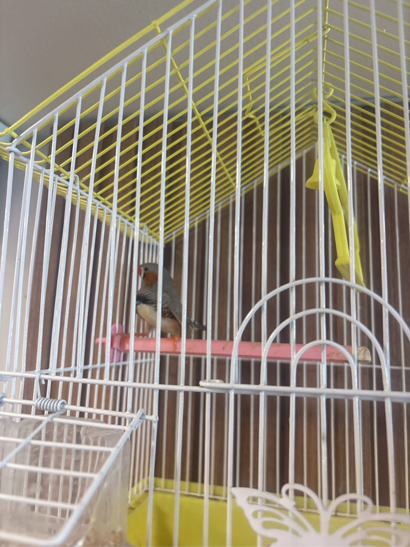 Zebravink — Bild 2