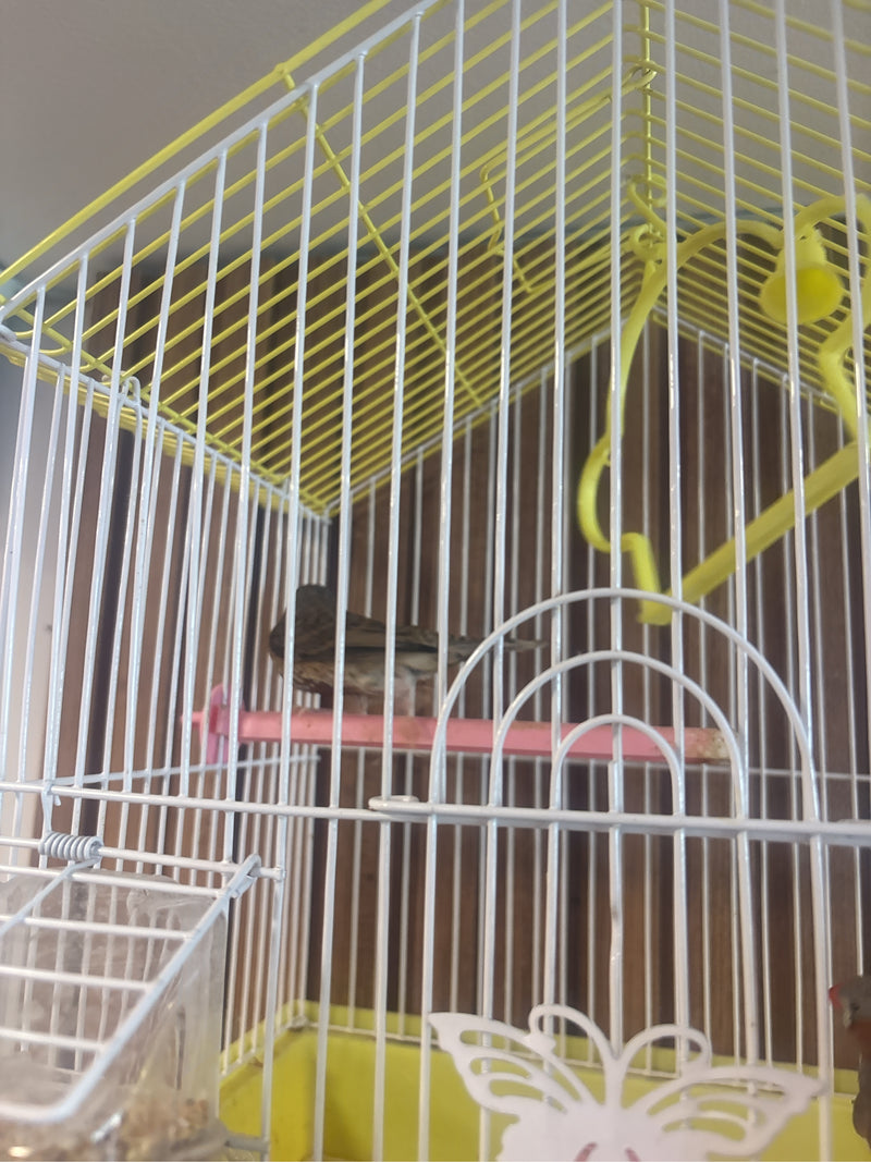 Zebravink — Bild 1