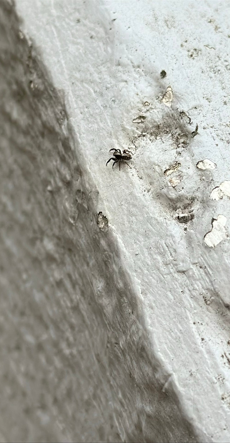 Zebra springspin — Bild 1