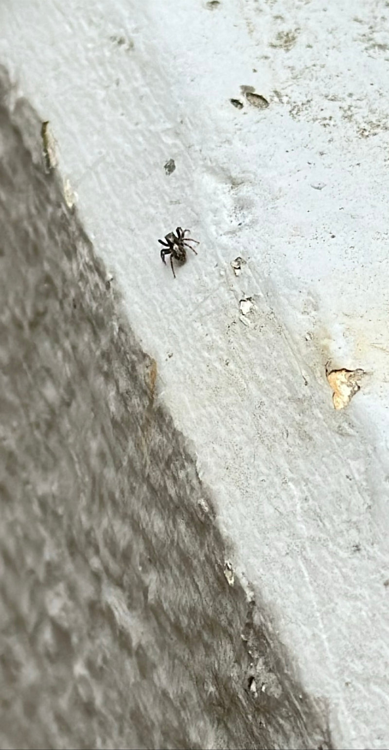 Zebra springspin — Bild 2