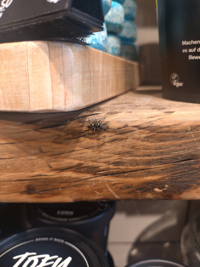 Een zebraspinsje met zijn karakteristieke zwart-witte patroon zit op een houten oppervlak. Het blijft stil op de ondergrond zitten.