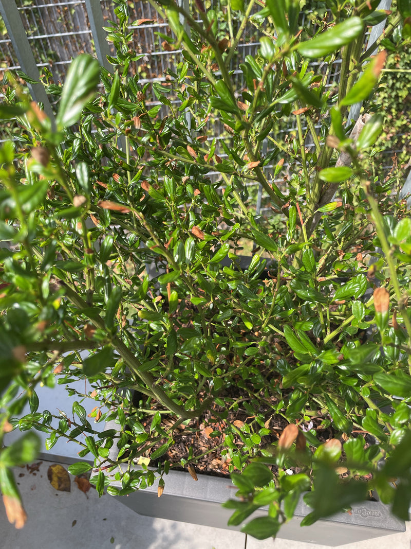 Een dichte zikzakstruik in een plantenbak is te zien. Typisch zijn de ineengestrengelde, zikzakvormige takken en kleine, glanzende groene bladeren.