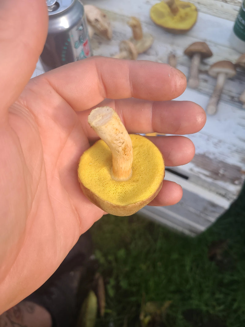 Een verzameld vruchtlichaam van een viltboleet ligt in een mensenhand en toont de gele buisjeslaag.