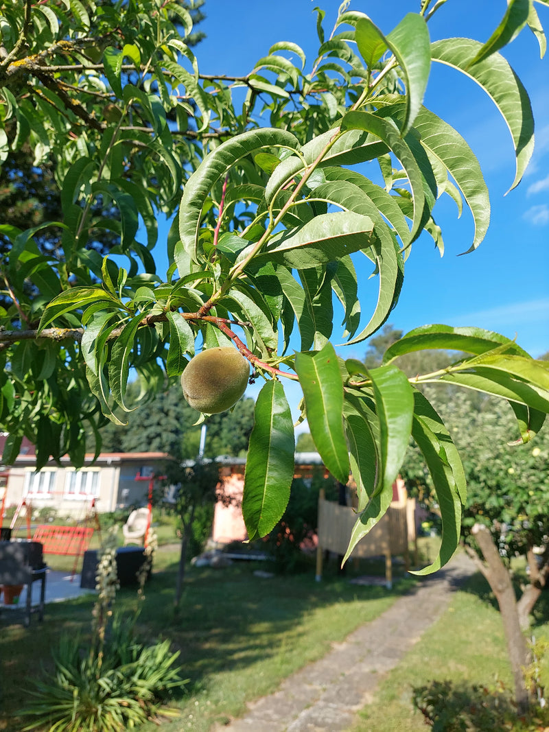 Er is een onrijpe perzik te zien die aan een groene tak van een boom hangt. Op de achtergrond is een tuin te zien.