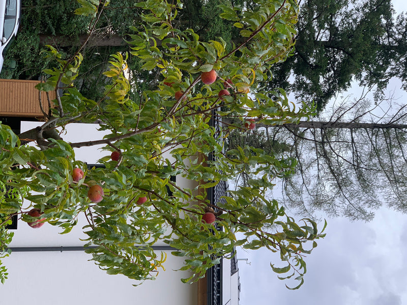 Een kleine perzikboom met rijp fruit en groene bladeren is te zien. De foto toont de boom van onderen voor een gebouw.
