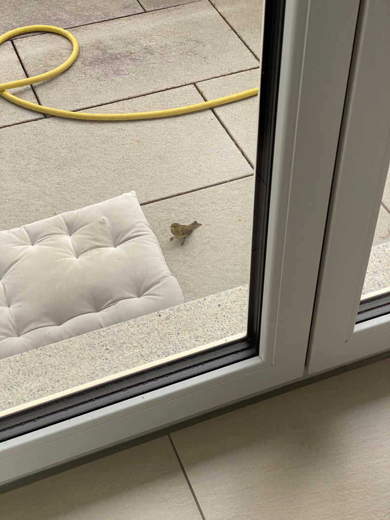 Een kleine, olijfgrijze vogel staat op stenen terrasplaten naast een kussen en een tuinslang. Het dier is vanuit een verhoogd perspectief te zien.