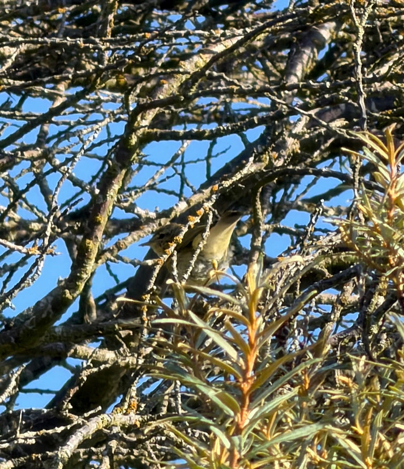 Een kleine vogel zit goed gecamoufleerd in de takken van een boom tegen een blauwe hemel. Het verenkleed is onopvallend gekleurd.