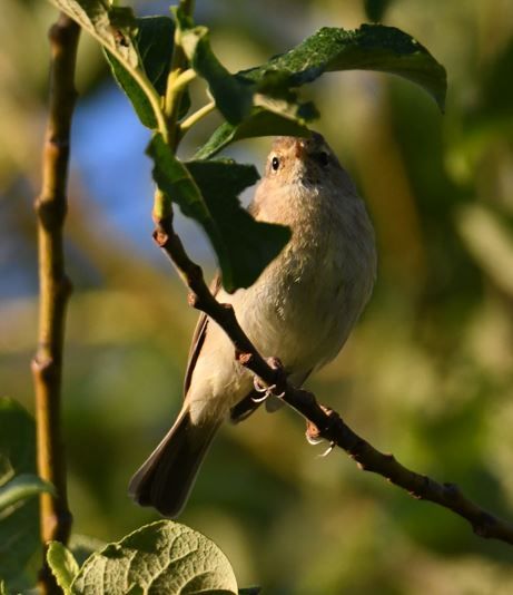 Een tjiftjaf zit op een dun takje te midden van groen loof. De kleine zangvogel kijkt aandachtig omhoog.