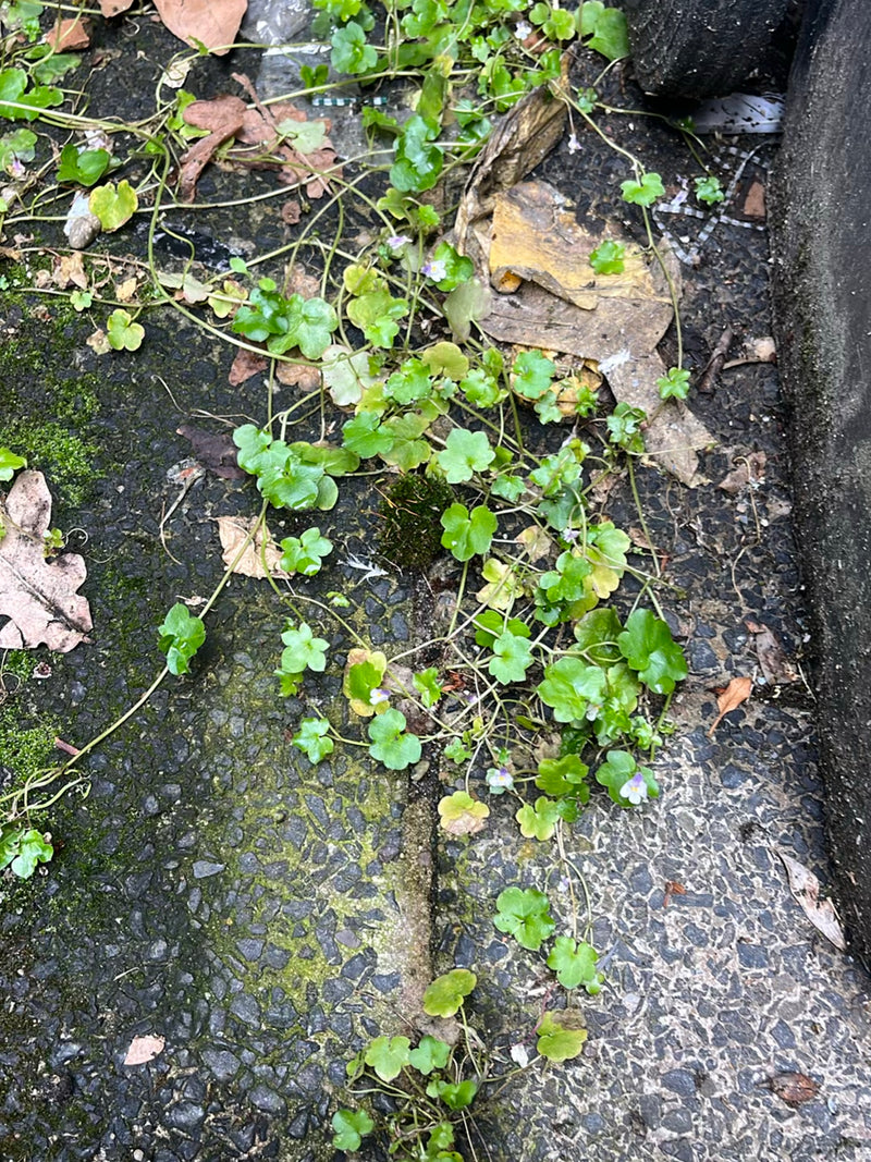 Zimbelkraut — Bild 2