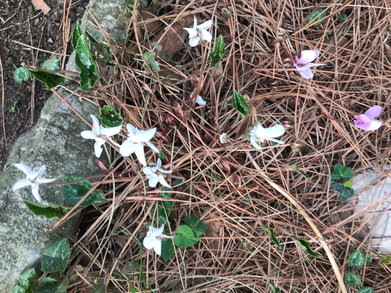 Cyclamen voor binnen — foto 4 van 11