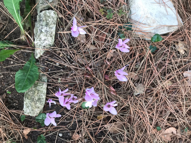 Cyclamen voor binnen — foto 2 van 11