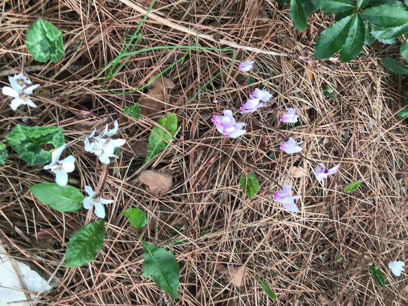 Cyclamen voor binnen — foto 3 van 11