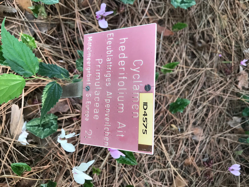Cyclamen voor binnen — foto 5 van 11