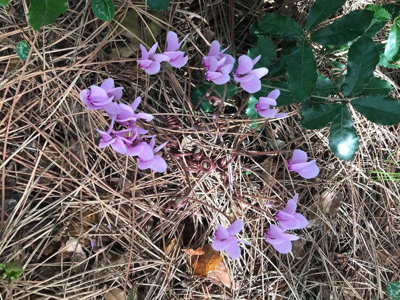 Cyclamen voor binnen — foto 1 van 11