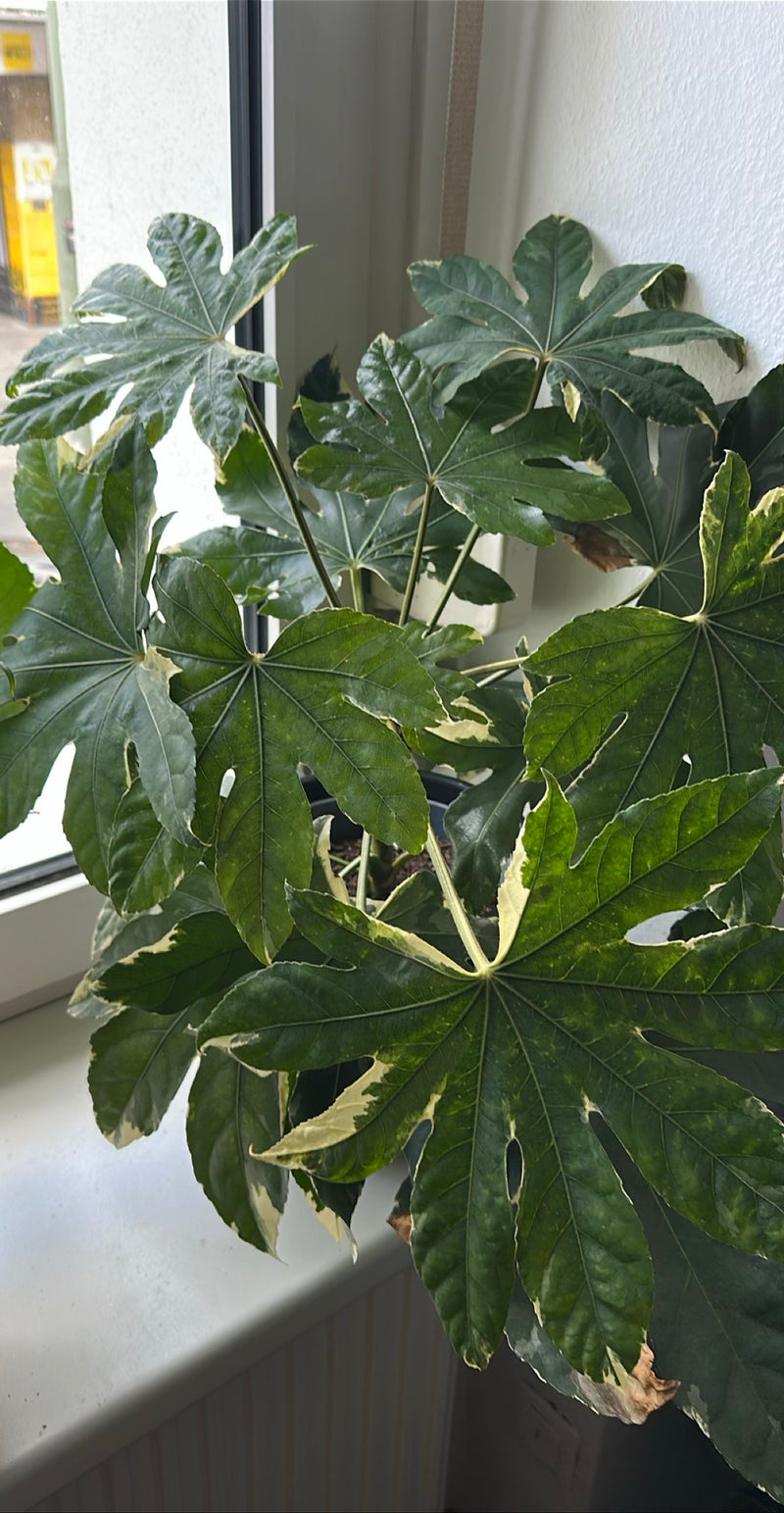 Kamer aralia — Bild 1
