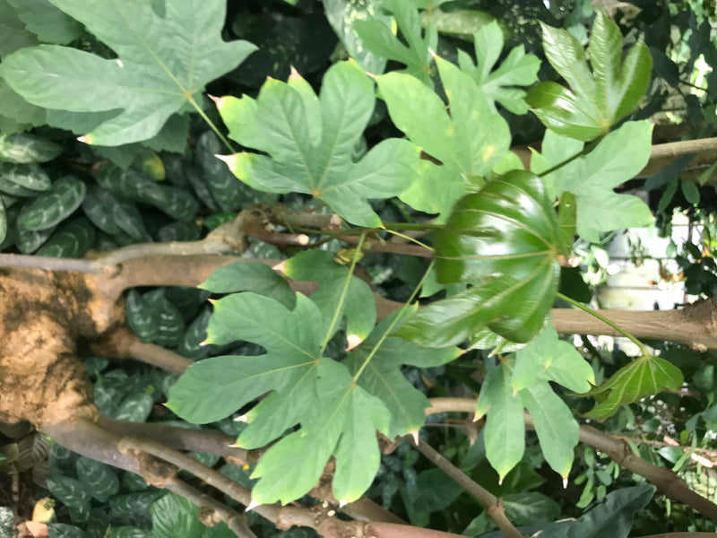 De afbeelding toont de typische handvormig gelobde bladeren en houtachtige stengels van een vingerplant. De plant groeit in een natuurlijke omgeving.