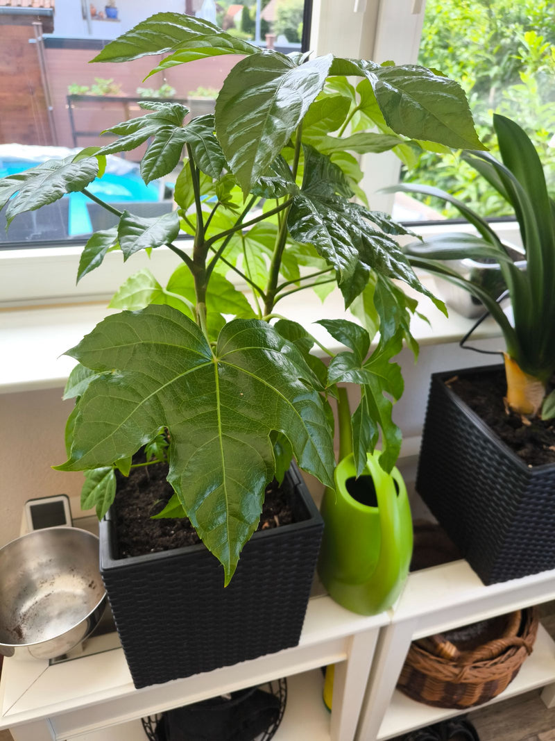 Een Japanse aralia met grote, handvormig gelobde bladeren staat in een zwarte pot op een lichte vensterbank.