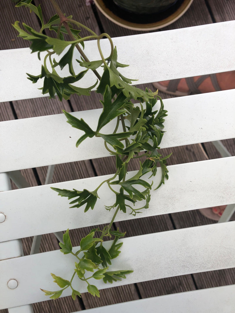 binnen wijnstok — foto 1 van 4