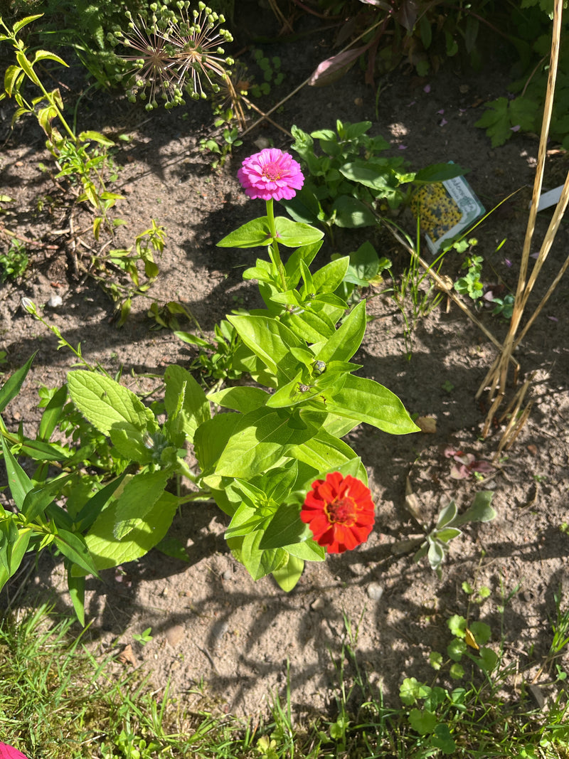 Zinnia's — Bild 1