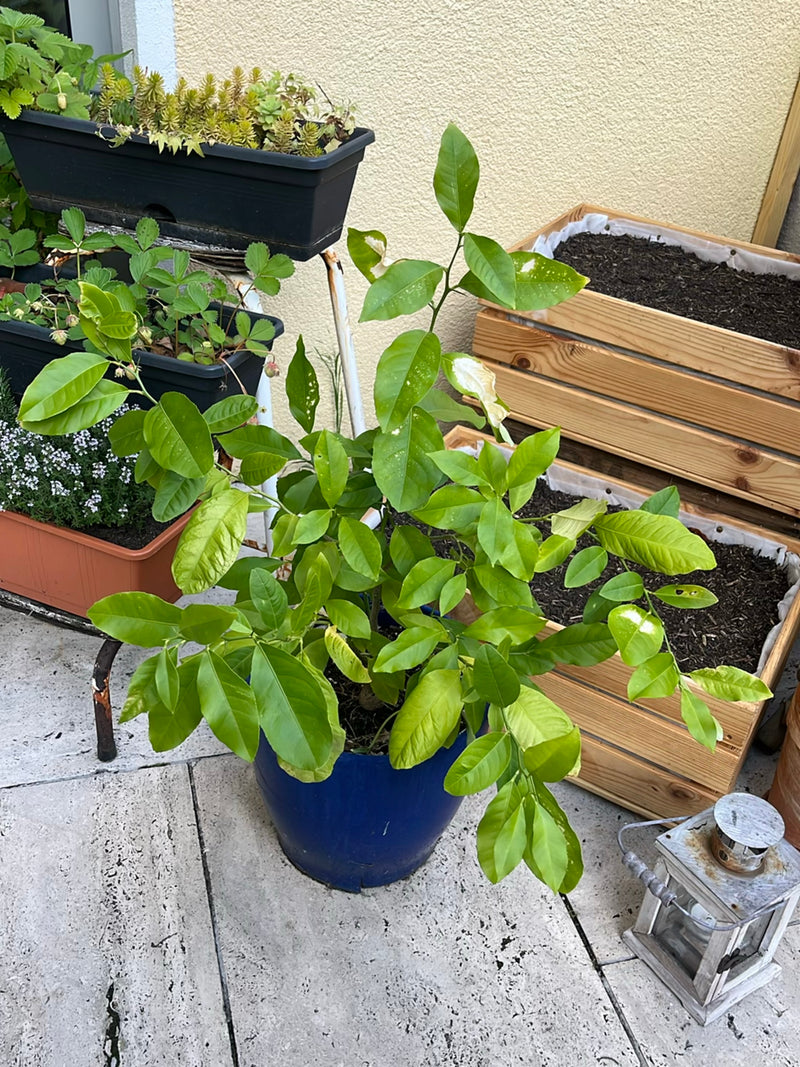 Te zien is een krachtige citroenboom in een blauwe bloempot. De plant staat op een stenen terras omringd door andere potplanten.