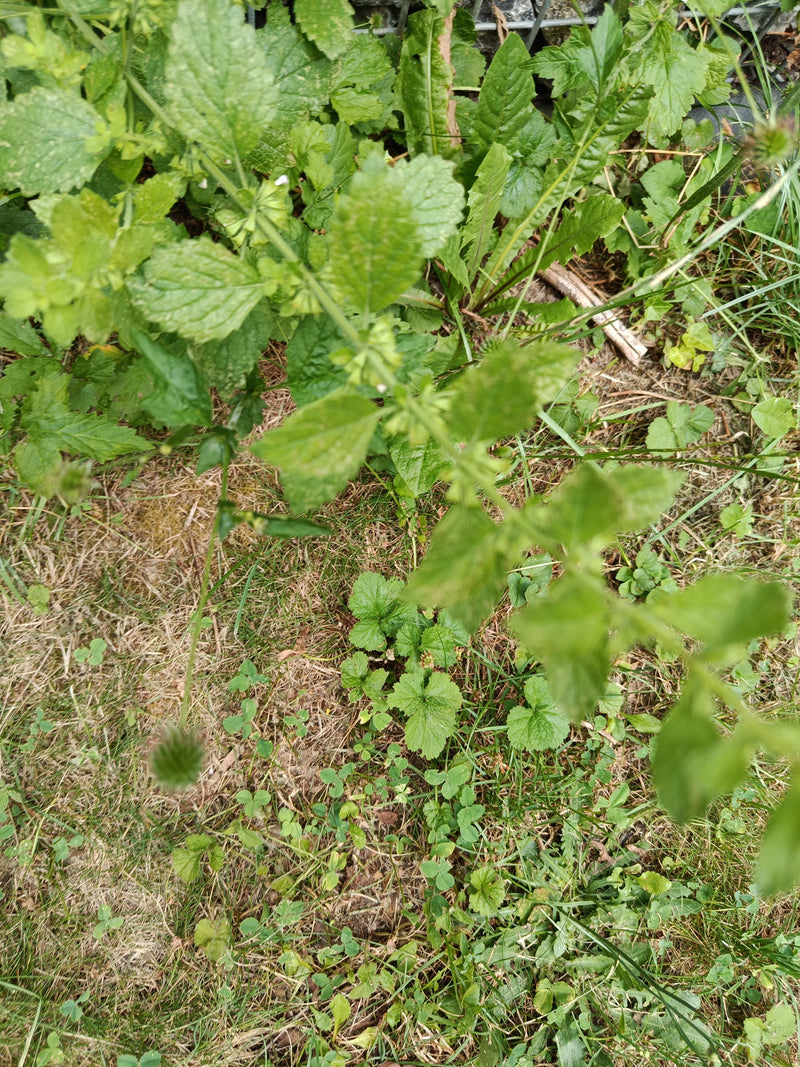 Te zien is een citroenmelisse met typische getande bladeren die van bovenaf in een tuin groeit.