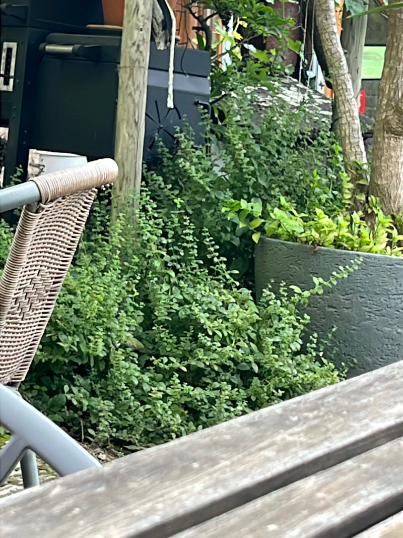 Talrijke scheuten en bladeren van citroenmelisse groeien dicht in een tuibed. Meubels en plantenbakken zijn op de achtergrond te zien.