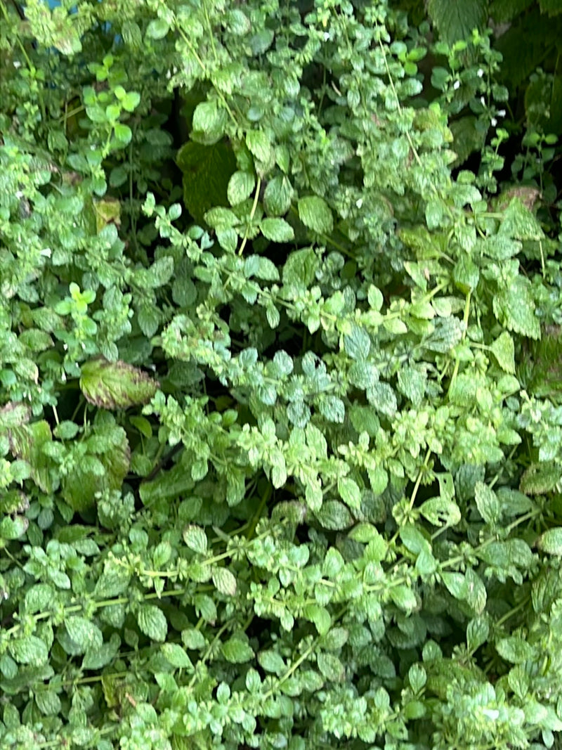 Een dichte pluk citroenmelisse is zichtbaar met zijn typische gekartelde bladeren. De plant groeit bosachtig in een tuinenbed.