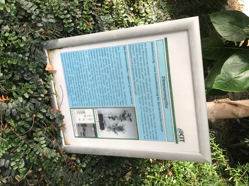 Zitronenmyrte — foto 1 van 2
