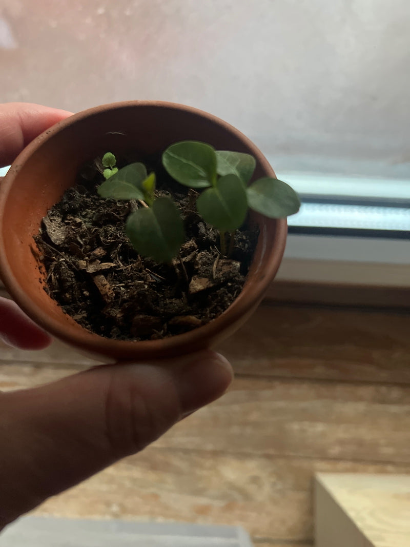 Citrus — Bild 1