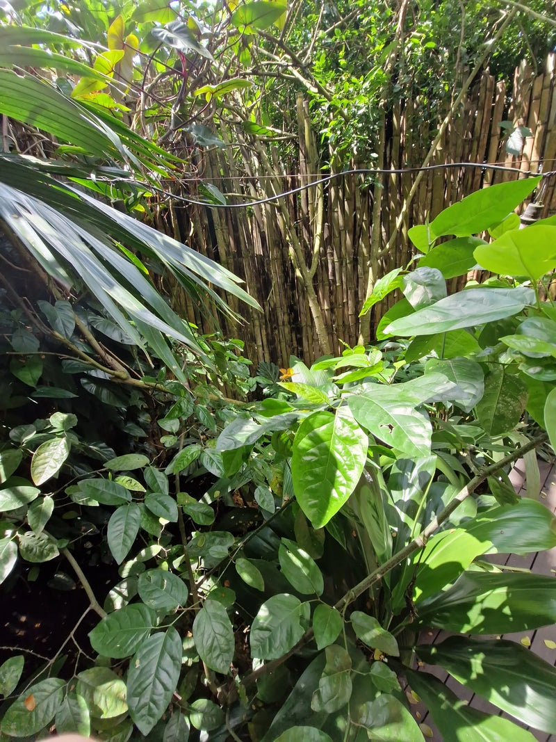 De afbeelding toont groene bladeren van citrusplanten in een dichte, weelderige tuin.
