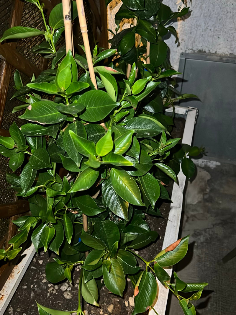 Een gezonde citrusplant met dichte, glanzende groene bladeren is te zien in een plantenbak. De opname toont de plant van bovenaf.
