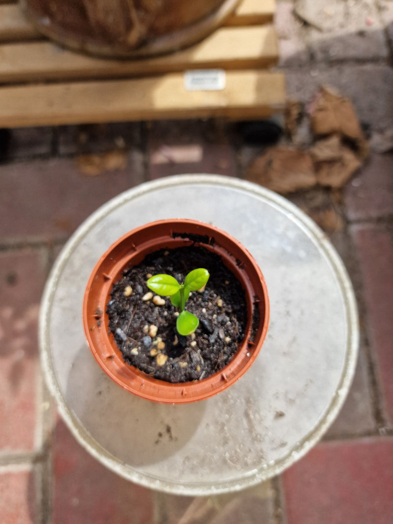 Een heel klein citrusplantje groeit in een kleine ronde bloempot. De jonge groene blaadjes staan op een teer stengel in donkere aarde.