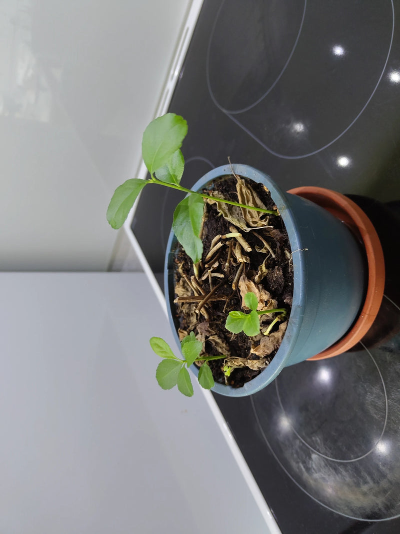 Een jonge citrusplant groeit in een blauwe bloempot met aarde en dode plantenresten. De kleine groene scheuten zijn duidelijk zichtbaar.