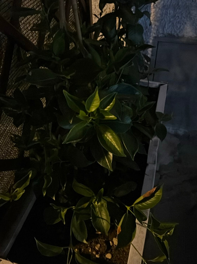 De afbeelding toont de donkere, glanzende bladeren van een citrusplant in een nachtelijke omgeving. De plant staat in een bak.