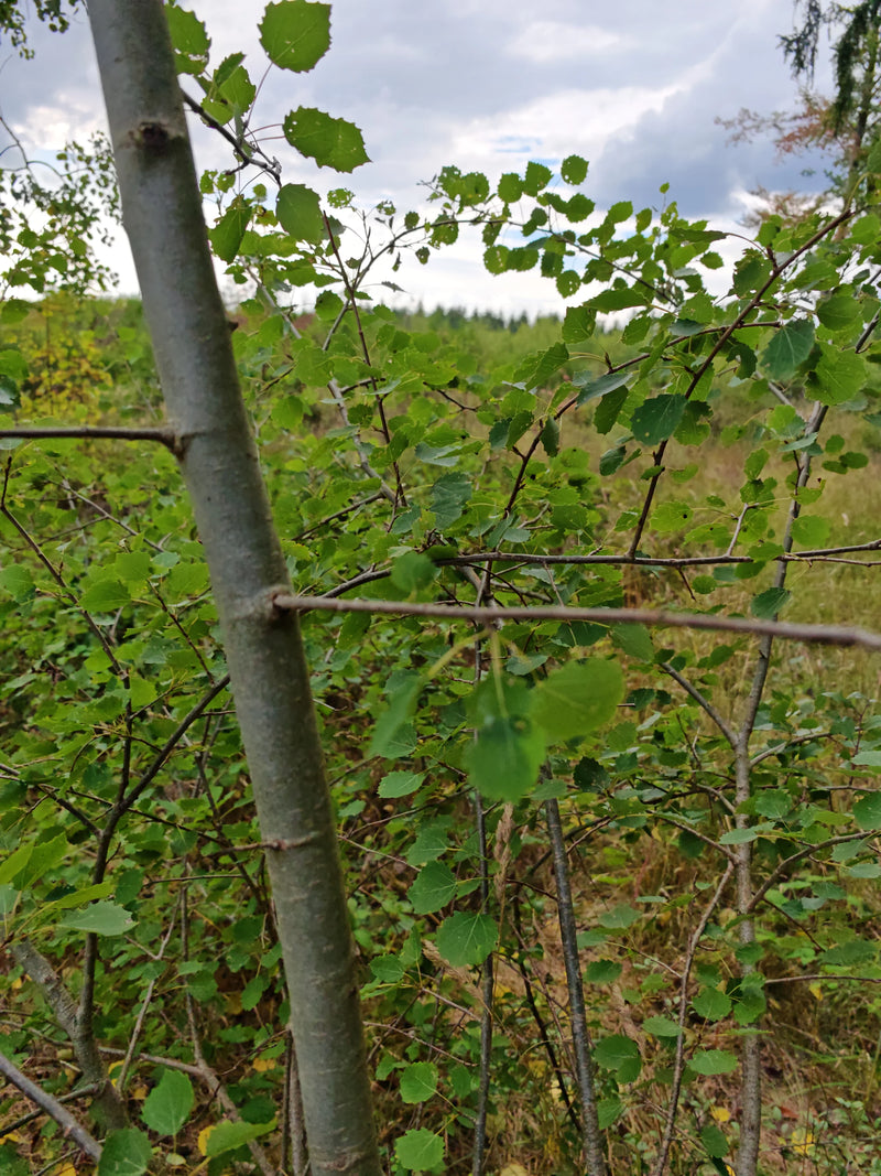 De gladde stam en het typische bladerdak van een jonge ratelpopulier zijn zichtbaar. De foto toont de boom in zijn natuurlijke omgeving aan de rand van een bos.