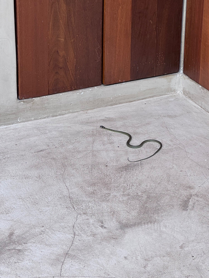 Toorn slang — Bild 1