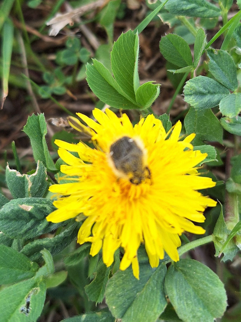 Ruige roze kever — Bild 3