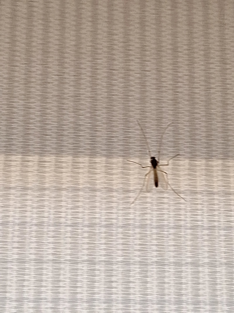 Chironomide — foto 5 van 11