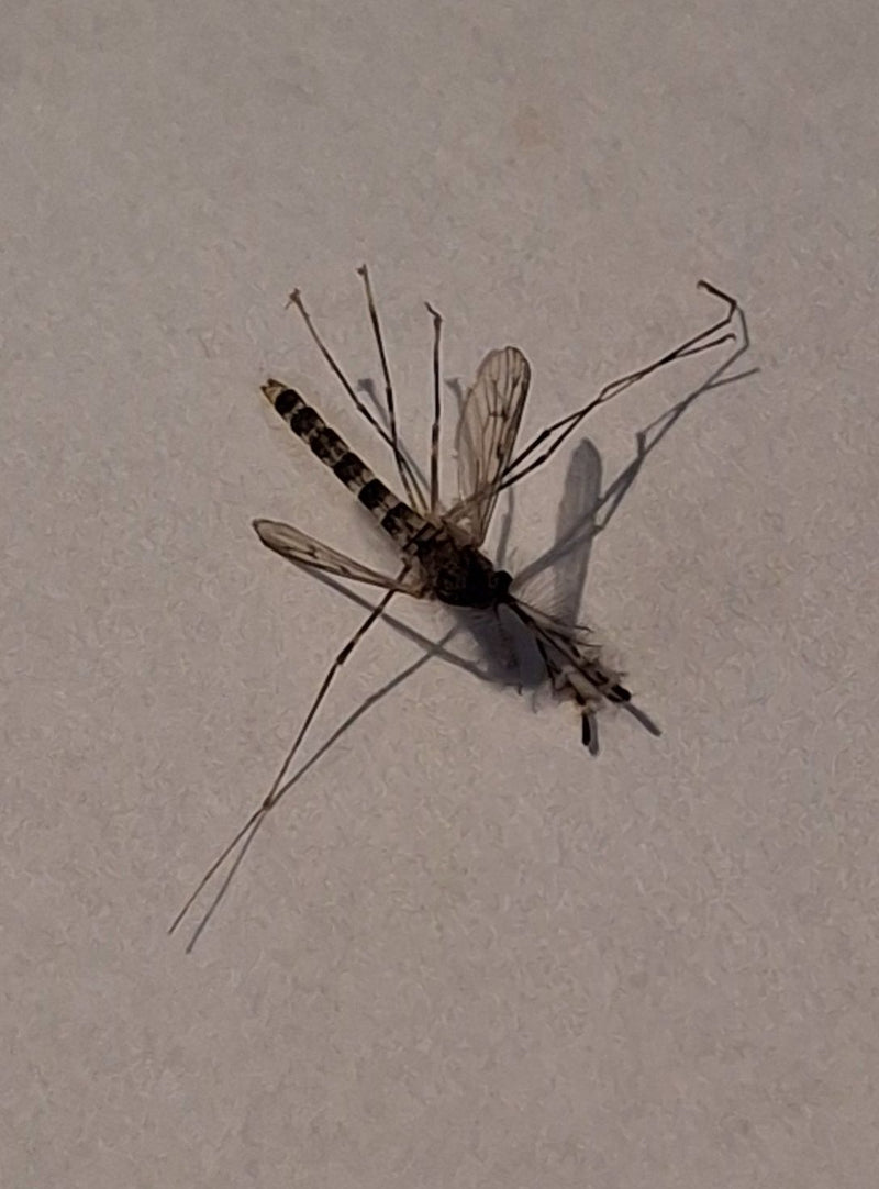 Chironomide — foto 3 van 11