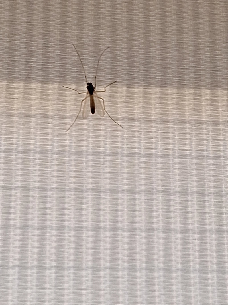 Chironomide — foto 4 van 11