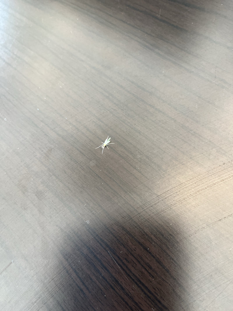 Chironomide — Bild 2