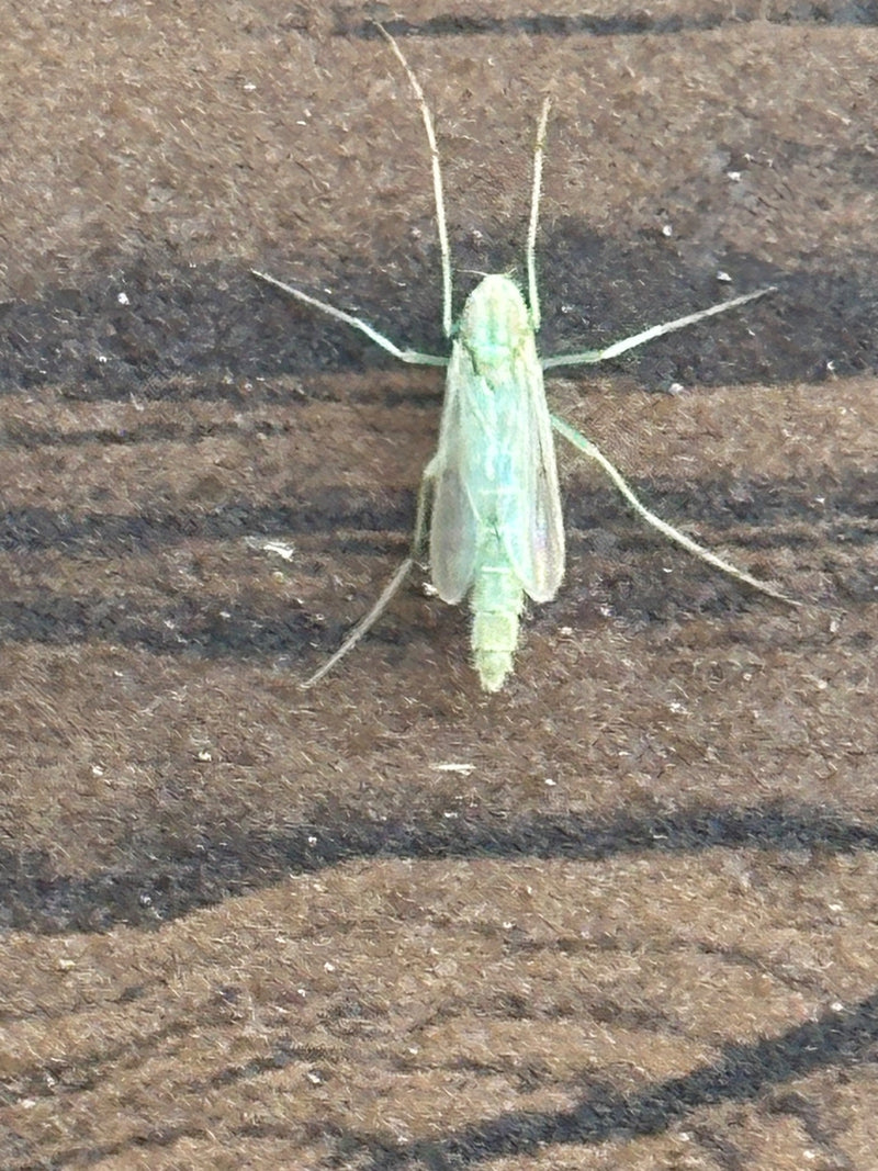 Chironomide — foto 1 van 11