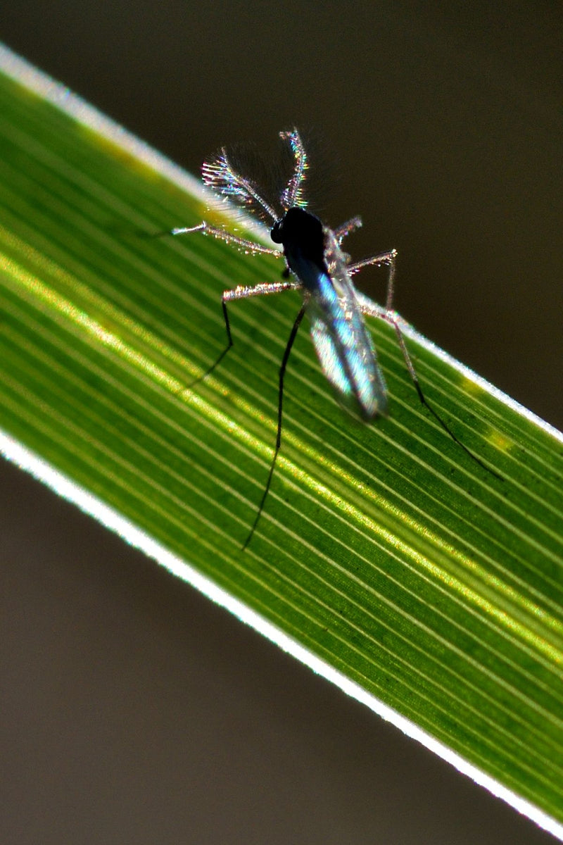 Chironomide — foto 2 van 11