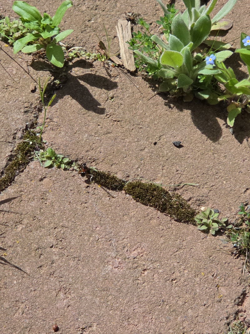 Een tweetandmier loopt over een stenige grond met mos en kleine planten. Het insect is te zien vanuit vogelperspectief.