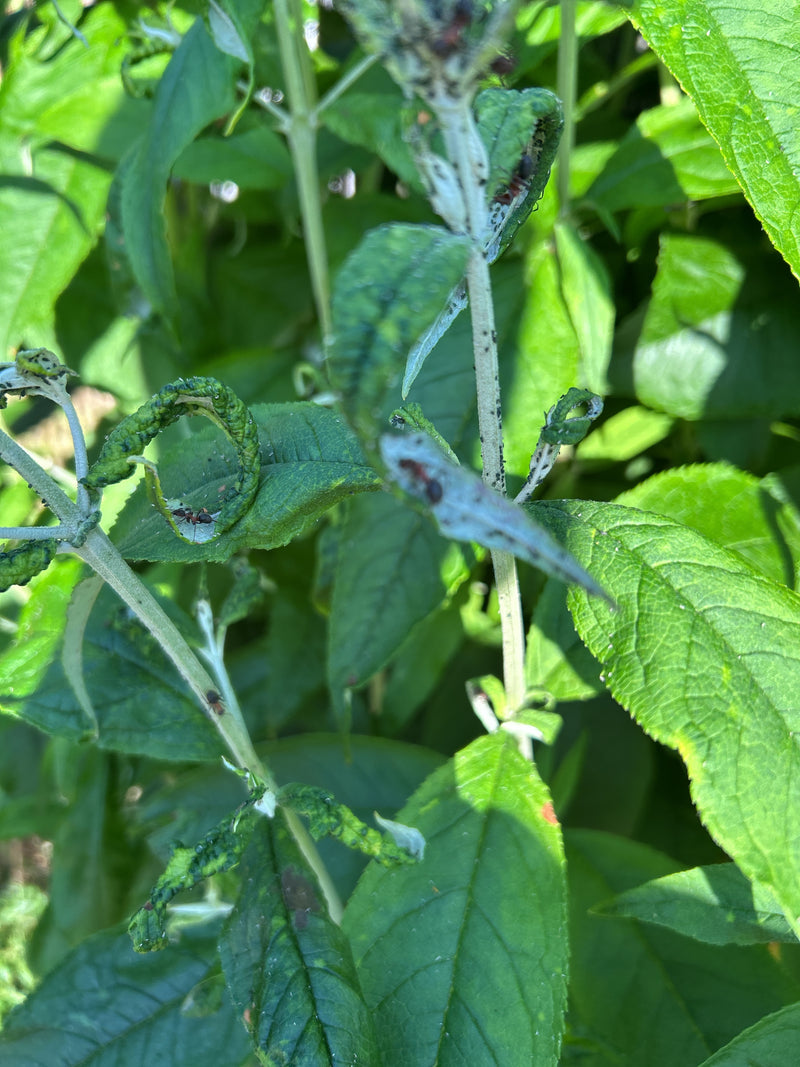 Meerdere tweekleurige mieren kruipen over groene plantenbladeren en stengels. De bladeren zijn gedeeltelijk opgerold.
