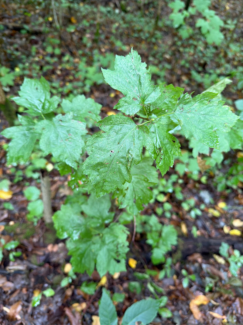 Meidoorn met twee handvaten (variëteit 'Paul's Scarlet') — Bild 1