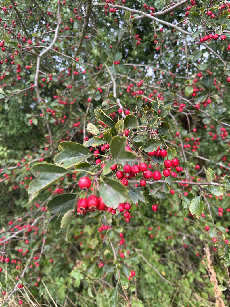 Te zien is een tweestijlige meidoorn met talrijke rode vruchten en groene takken. De foto toont de struik van dichtbij in zijn natuurlijke omgeving.