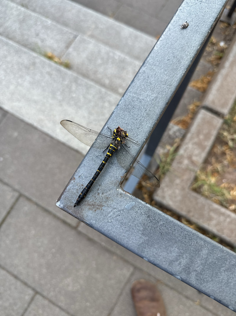 Tweegestreepte lentedamsel — Bild 1