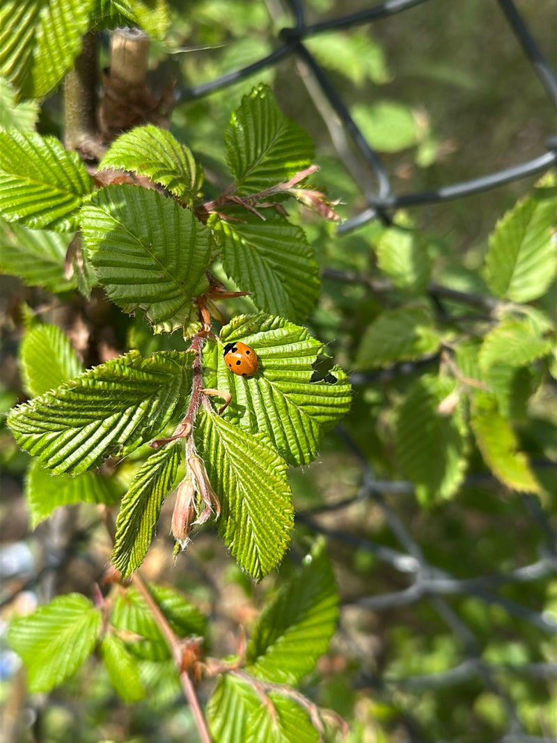 Tweestippelig sparren lieveheersbeestje — Bild 2